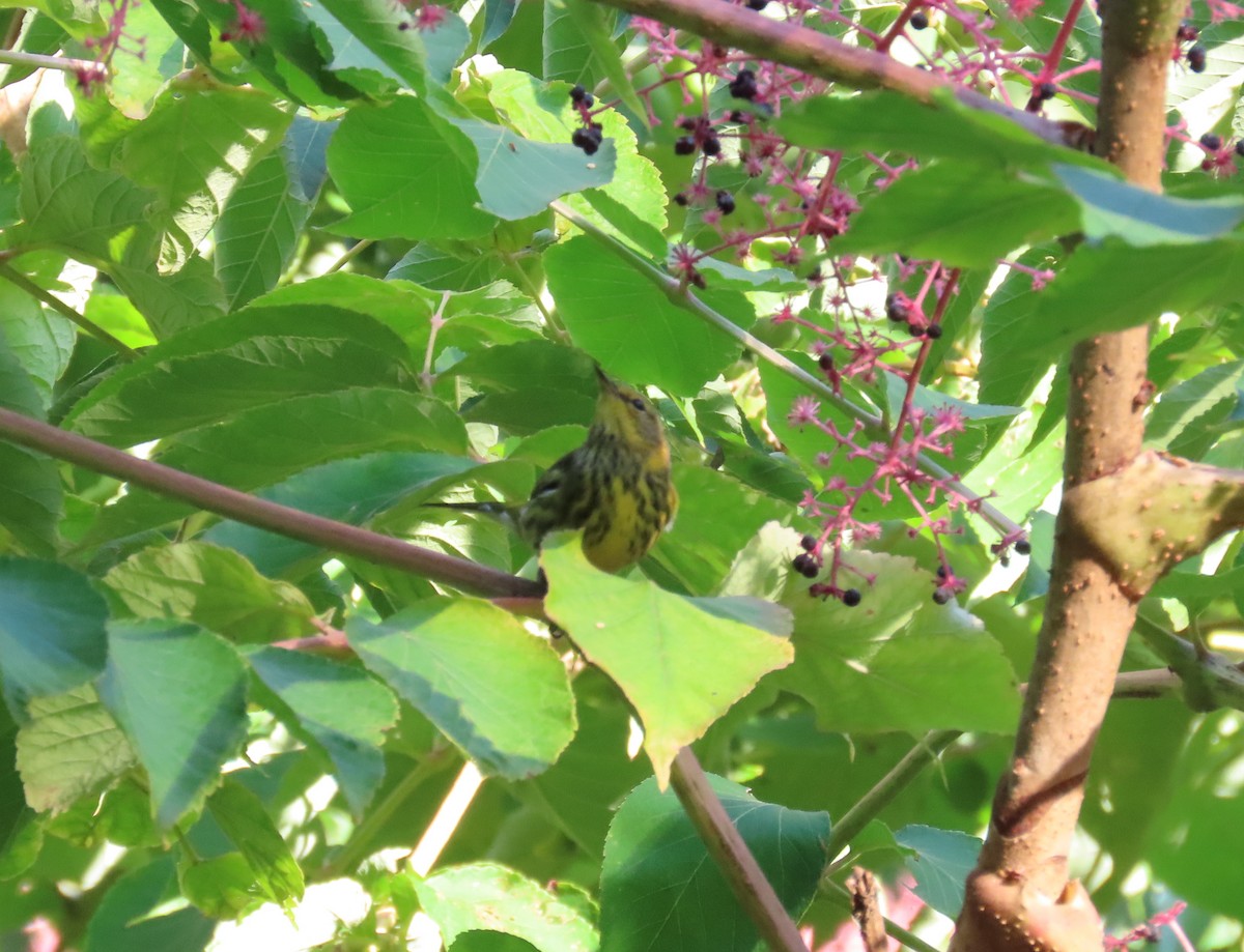 Cape May Warbler - ML260886461