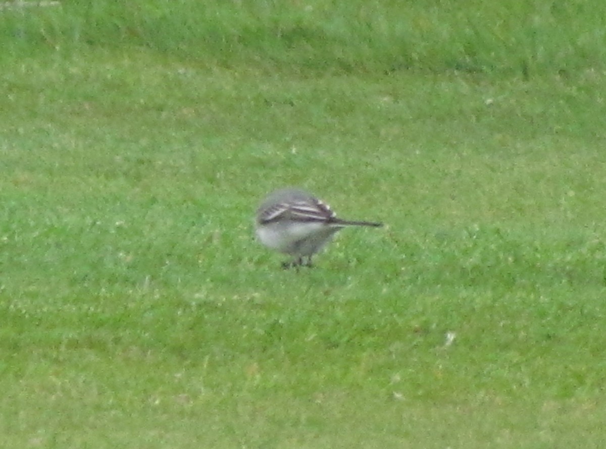 White Wagtail (White-faced) - ML26088771