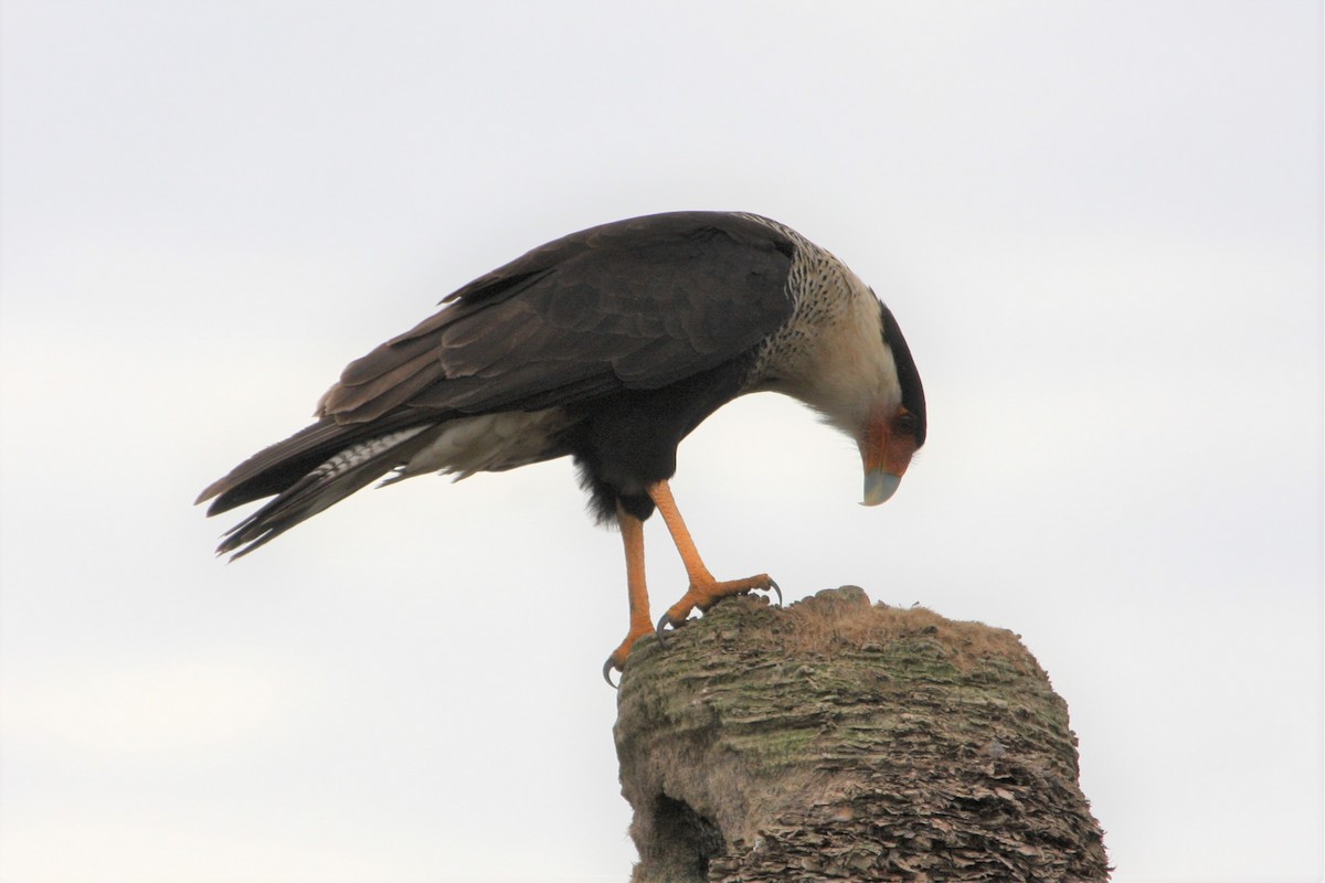 Crested Caracara (Northern) - Rich Miller