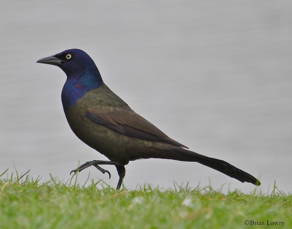 Common Grackle - Brian Lowry