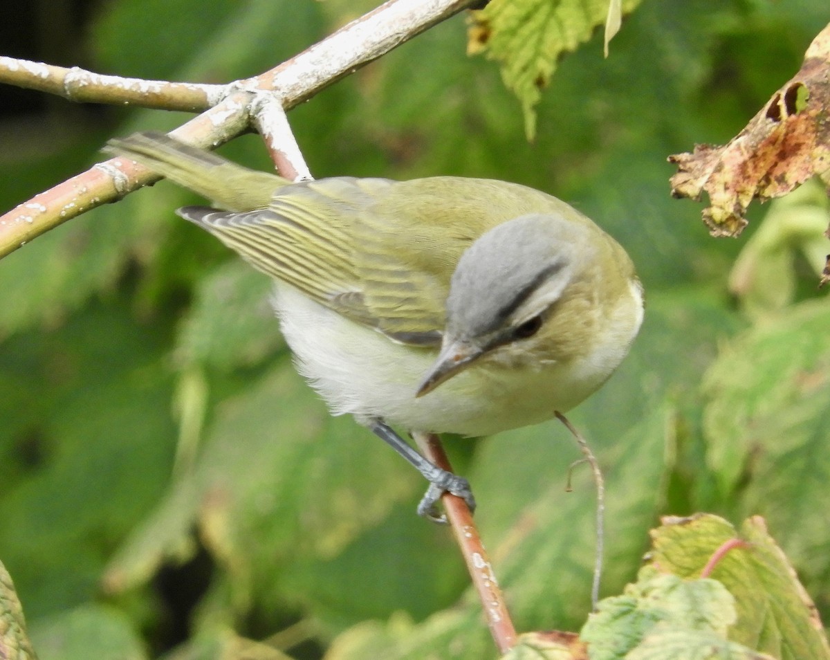 Red-eyed Vireo - kim schonning