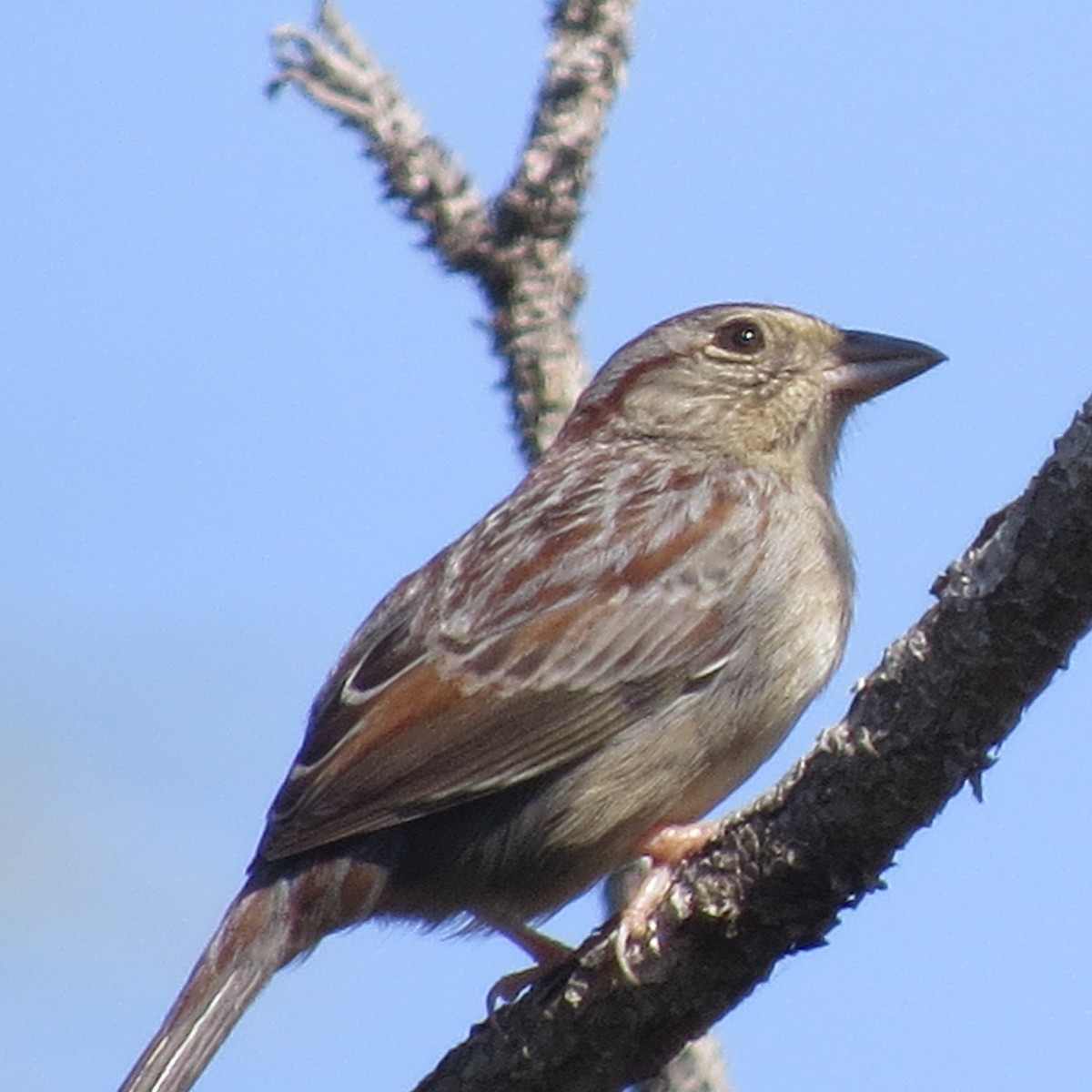 Bachman's Sparrow - ML26089941