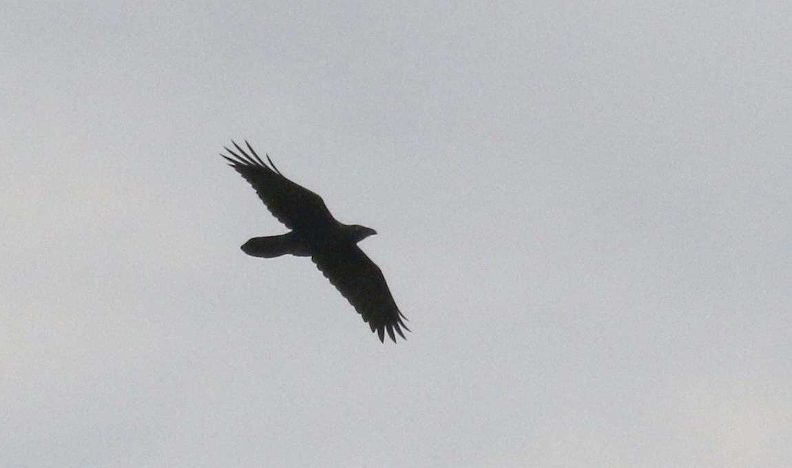 Common Raven - ML260901791