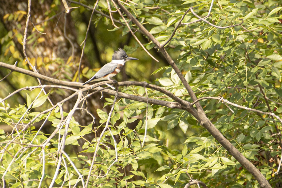 Belted Kingfisher - ML260902301
