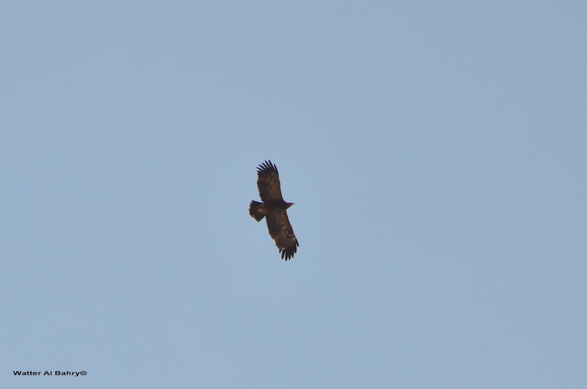 Lesser Spotted Eagle - ML260907721