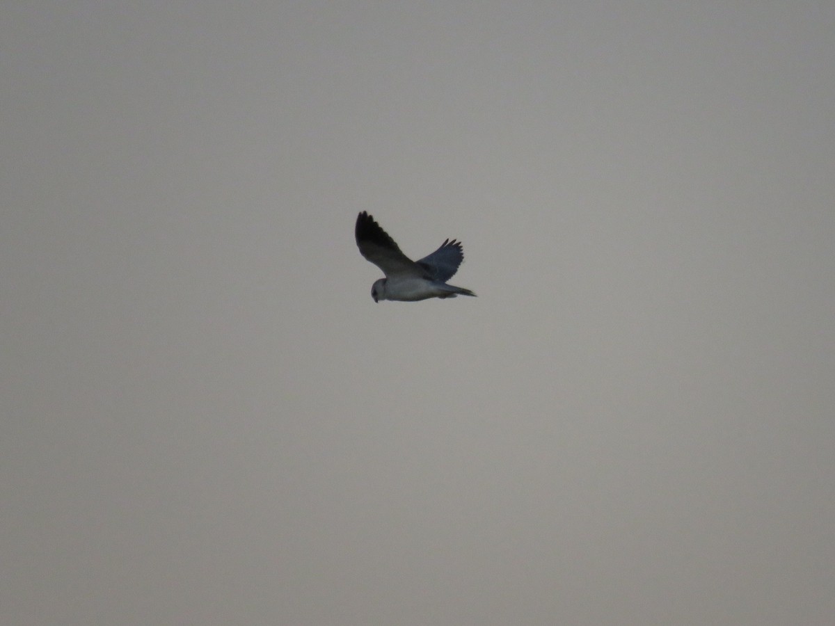 Black-winged Kite - ML260910371