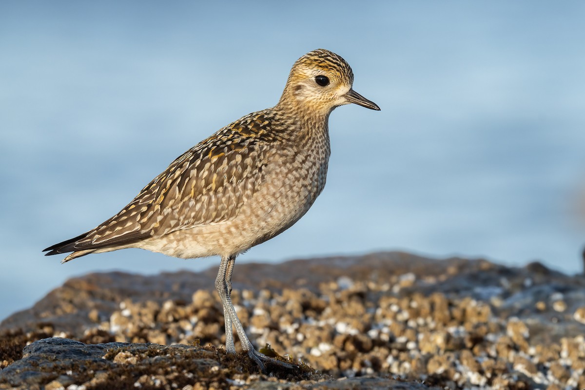 Pacific Golden-Plover - Geoff Newhouse