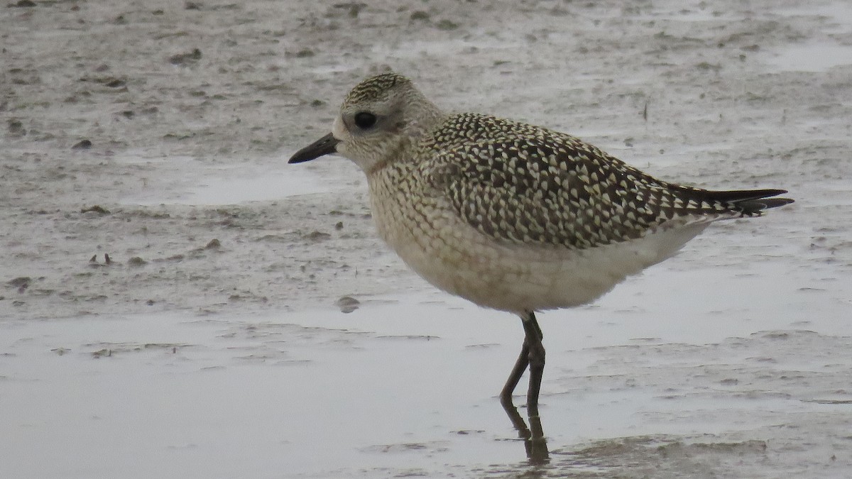 Black-bellied Plover - Curtis Mahon