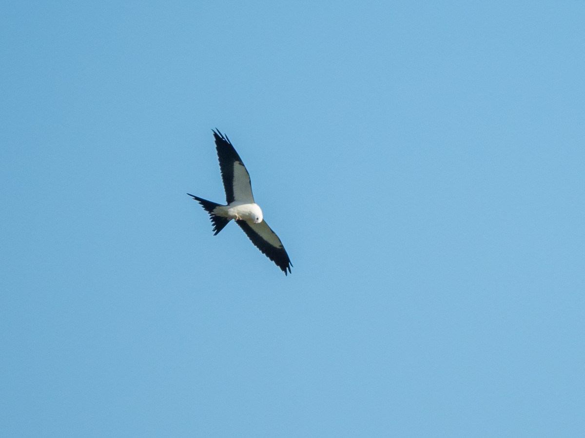Swallow-tailed Kite - Laurie Foss