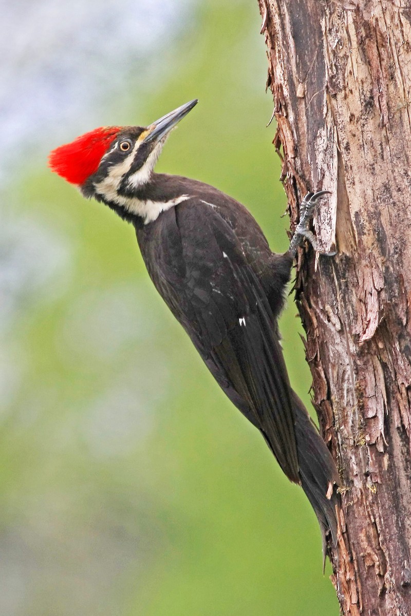 Pileated Woodpecker - Roger Windemuth