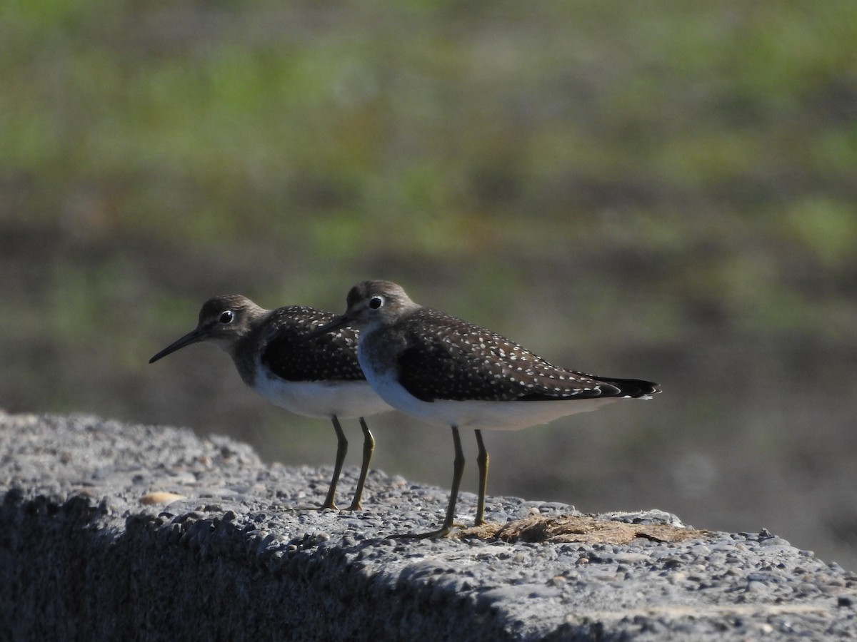 Solitary Sandpiper - Timothy Leque