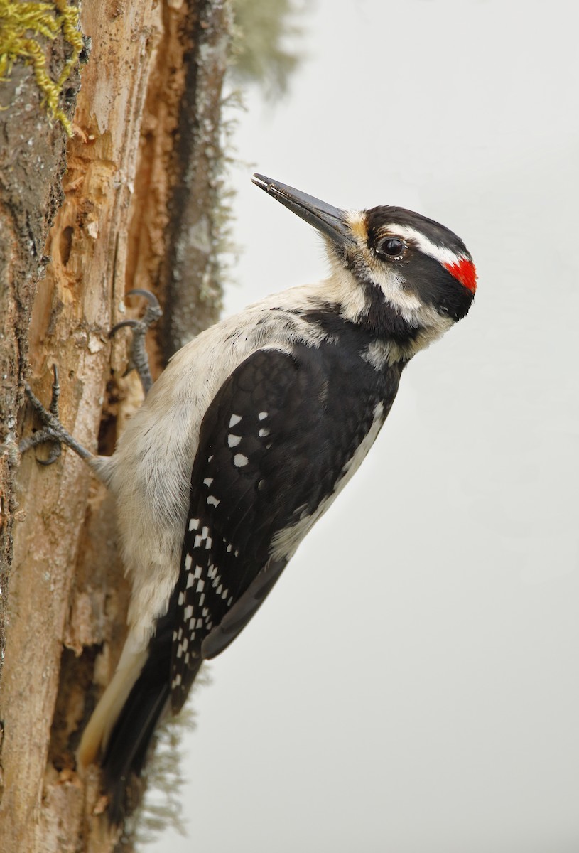 Hairy Woodpecker - ML260920741