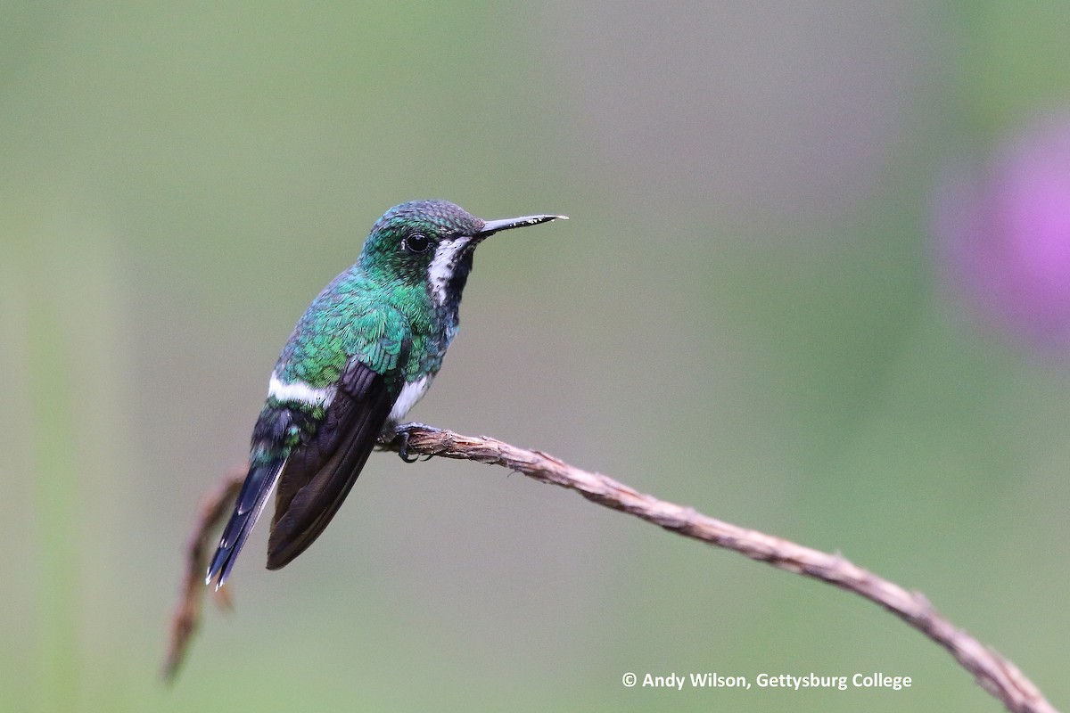 Green Thorntail - Andy Wilson