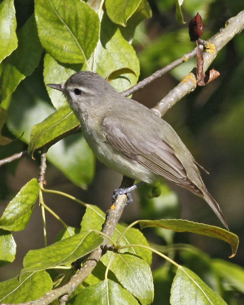 Warbling Vireo - Roger Windemuth