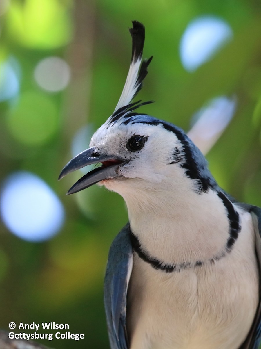 White-throated Magpie-Jay - Andy Wilson