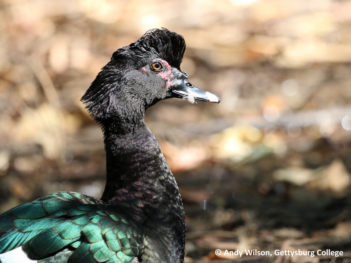 Muscovy Duck - Andy Wilson