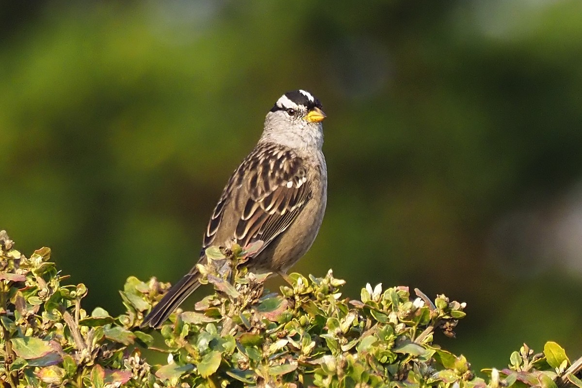 White-crowned Sparrow - ML260933871