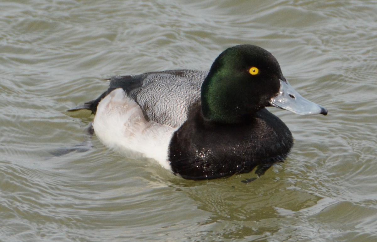 Greater Scaup - "Chia" Cory Chiappone ⚡️