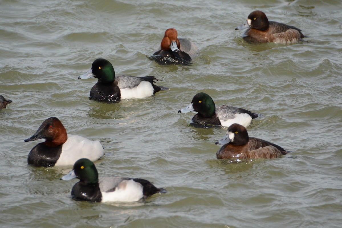 Greater Scaup - ML26093501