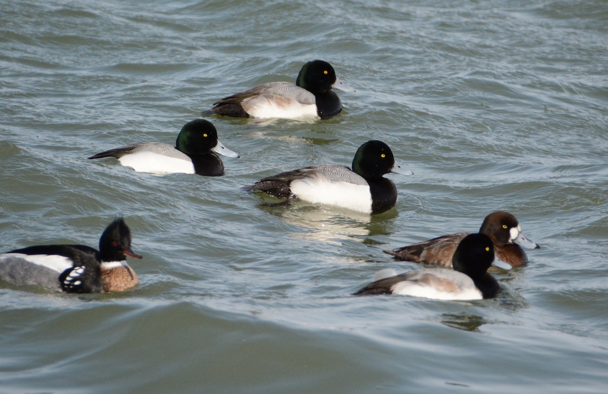 Greater Scaup - ML26093511