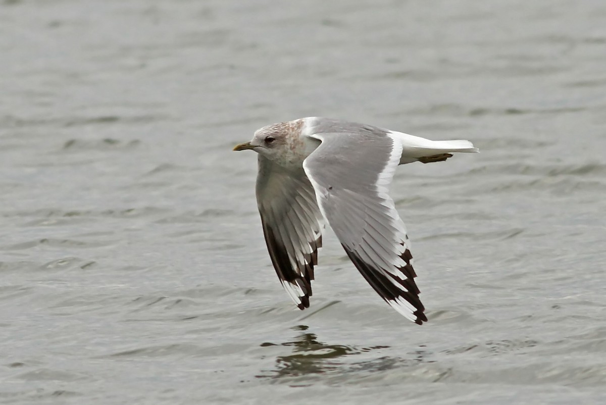 Short-billed Gull - Nick Bonomo