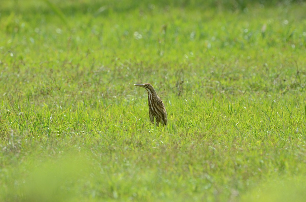 eBird Checklist 11 Oct 2015 limon, costa rica 1 species