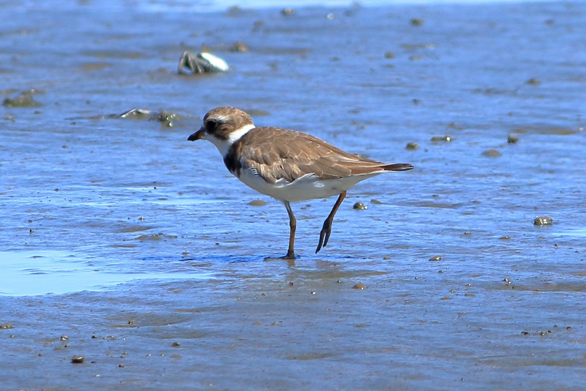 Semipalmated Plover - ML260944191