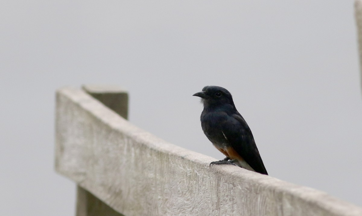 Swallow-winged Puffbird - ML26095371
