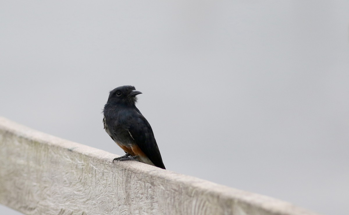 Swallow-winged Puffbird - Jay McGowan