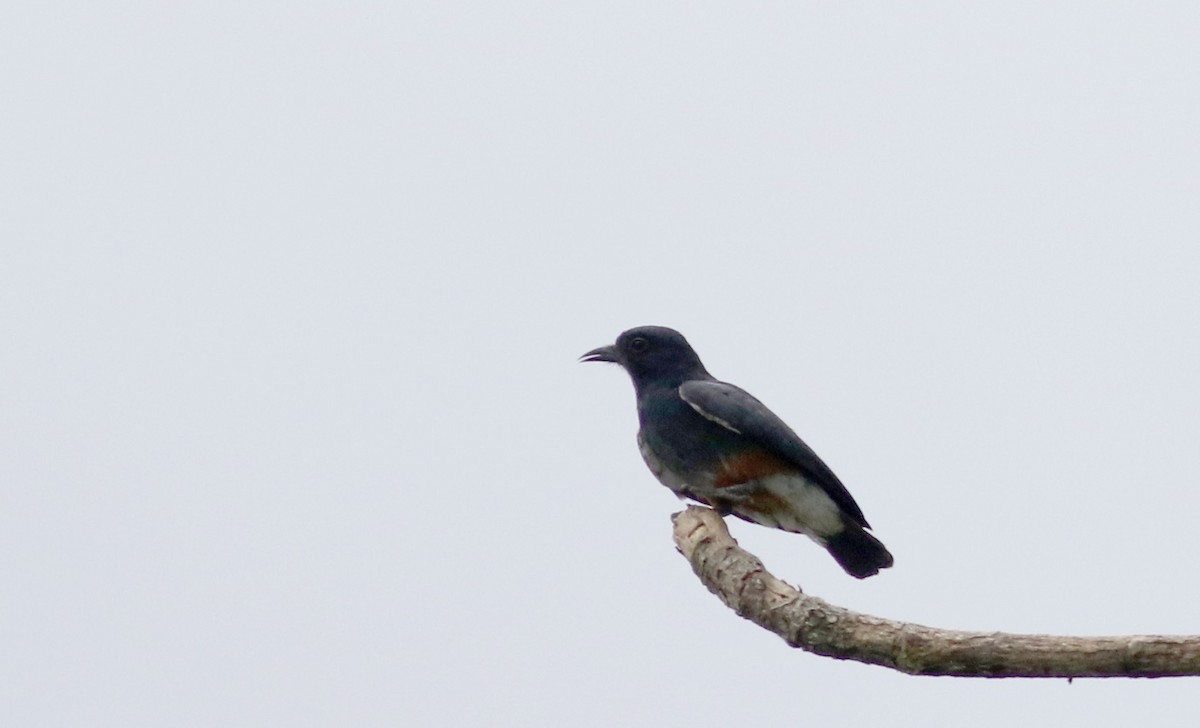 Swallow-winged Puffbird - ML26095441