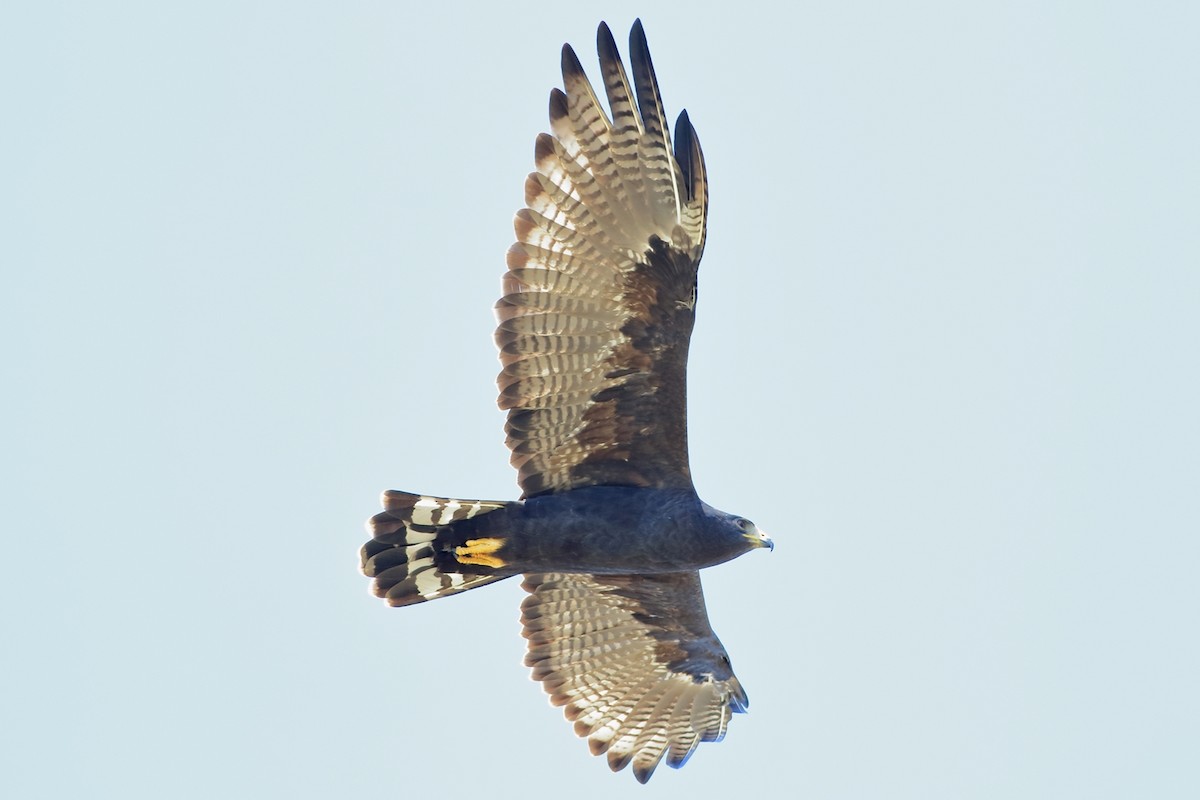 Zone-tailed Hawk - Manfred Bienert