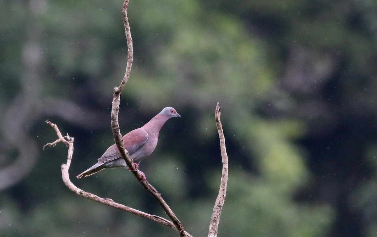 Pale-vented Pigeon - Jay McGowan