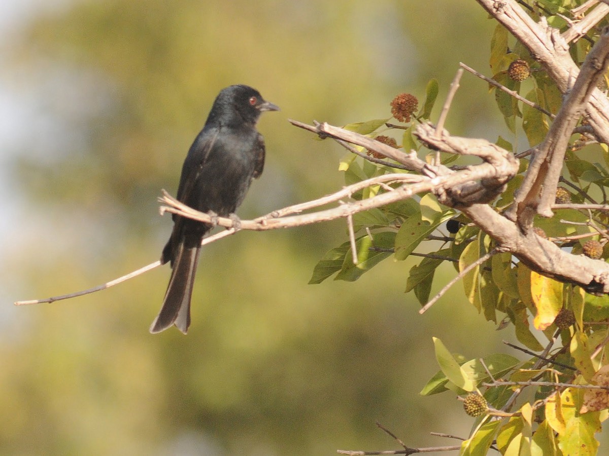 Fork-tailed Drongo (Glossy-backed) - ML260958491