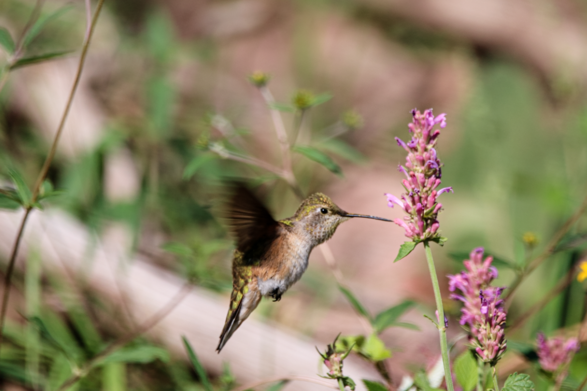 Rufous Hummingbird - Kaustubh Thirumalai