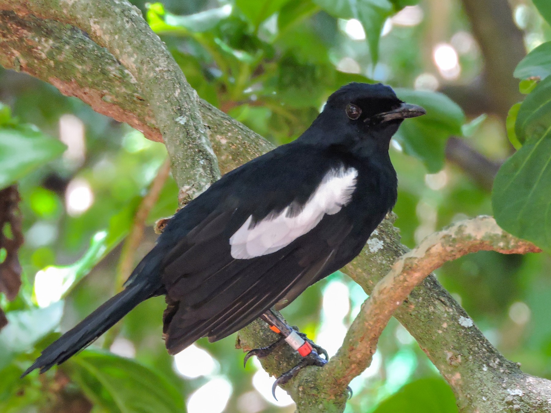 Shama de Seychelles - eBird
