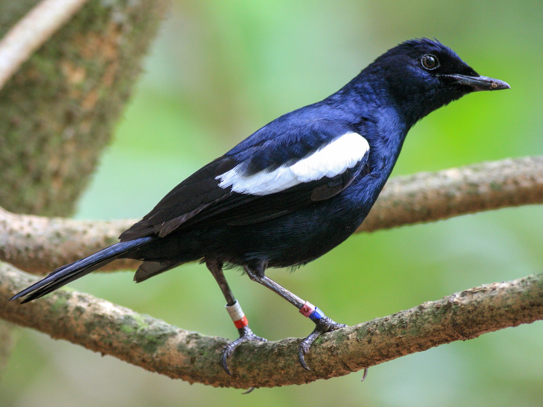 Seychelles Magpie-Robin - Oscar Campbell