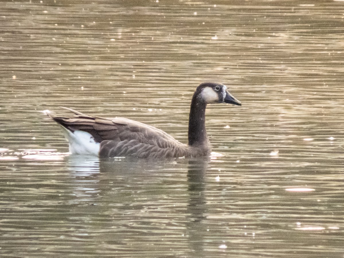 Domestic goose sp. x Canada Goose (hybrid) - ML260965491