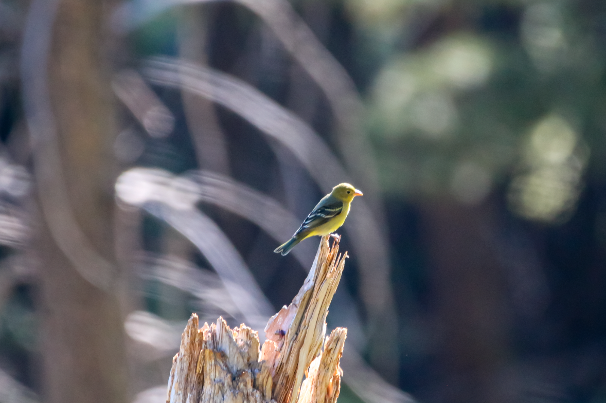 Western Tanager - ML260965651