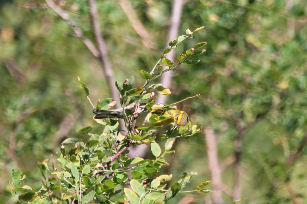 Grace's Warbler - Kaustubh Thirumalai