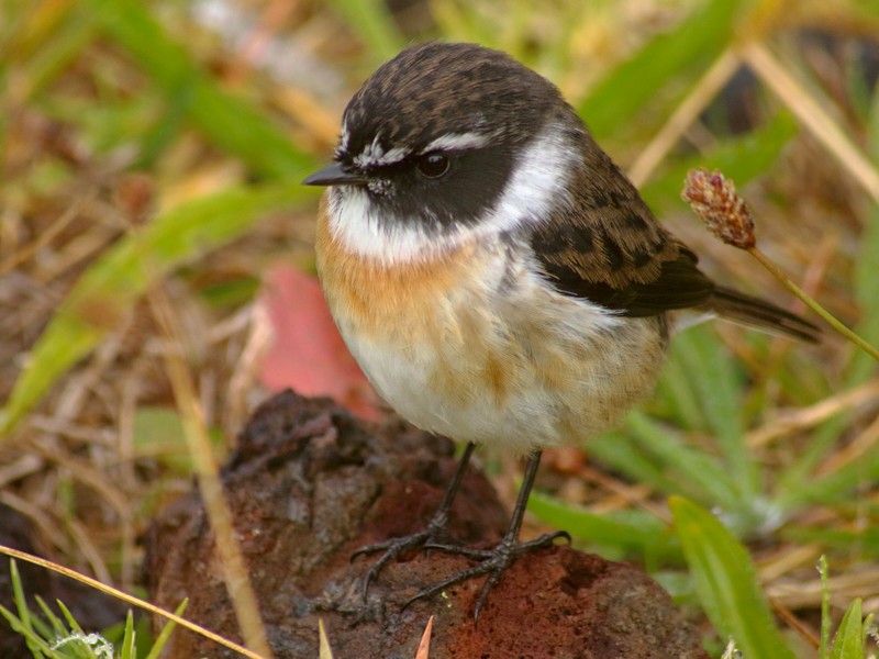 Reunion Stonechat - Rémi Bigonneau