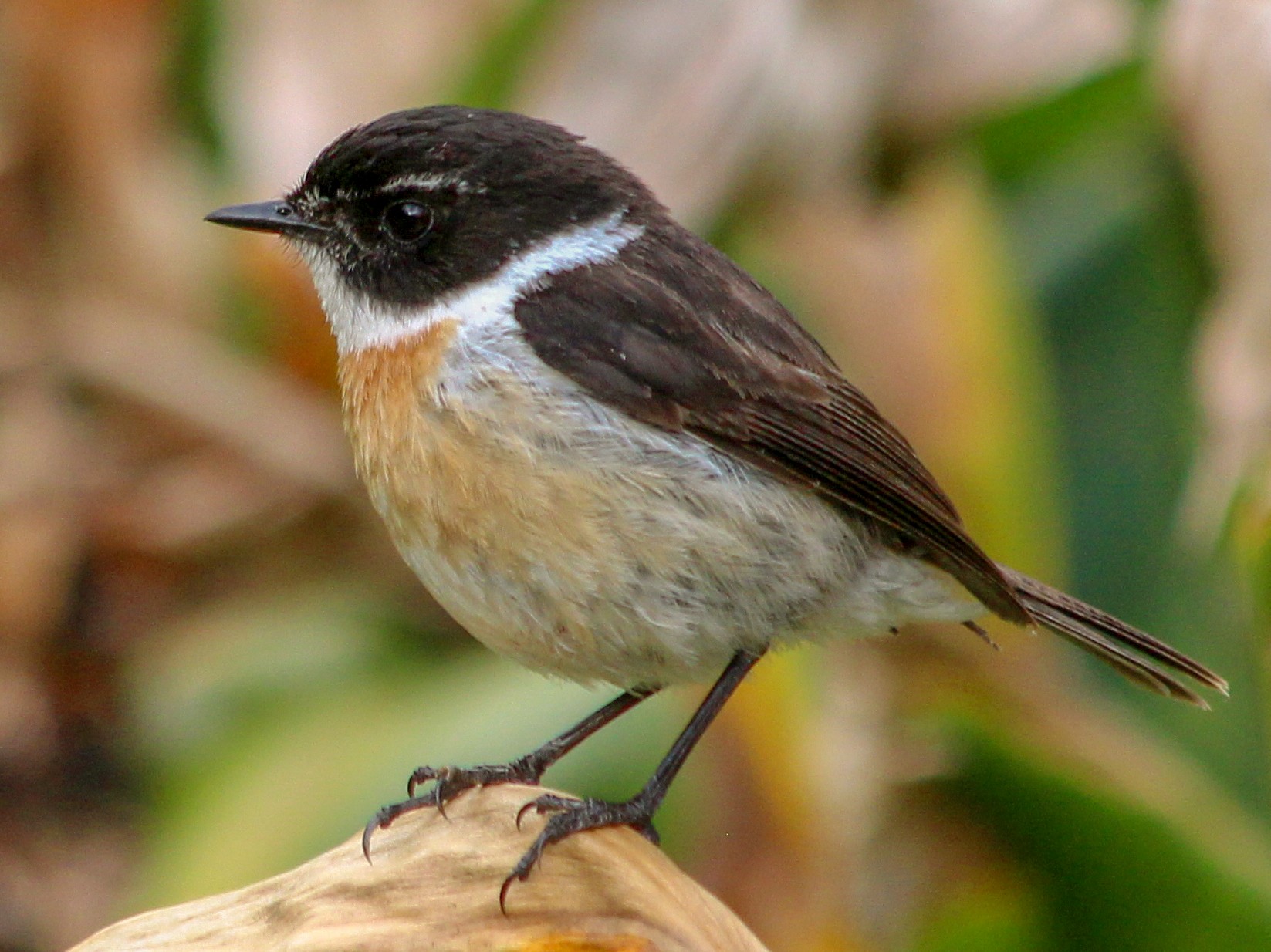 Reunion Stonechat - Manuel Schwarz