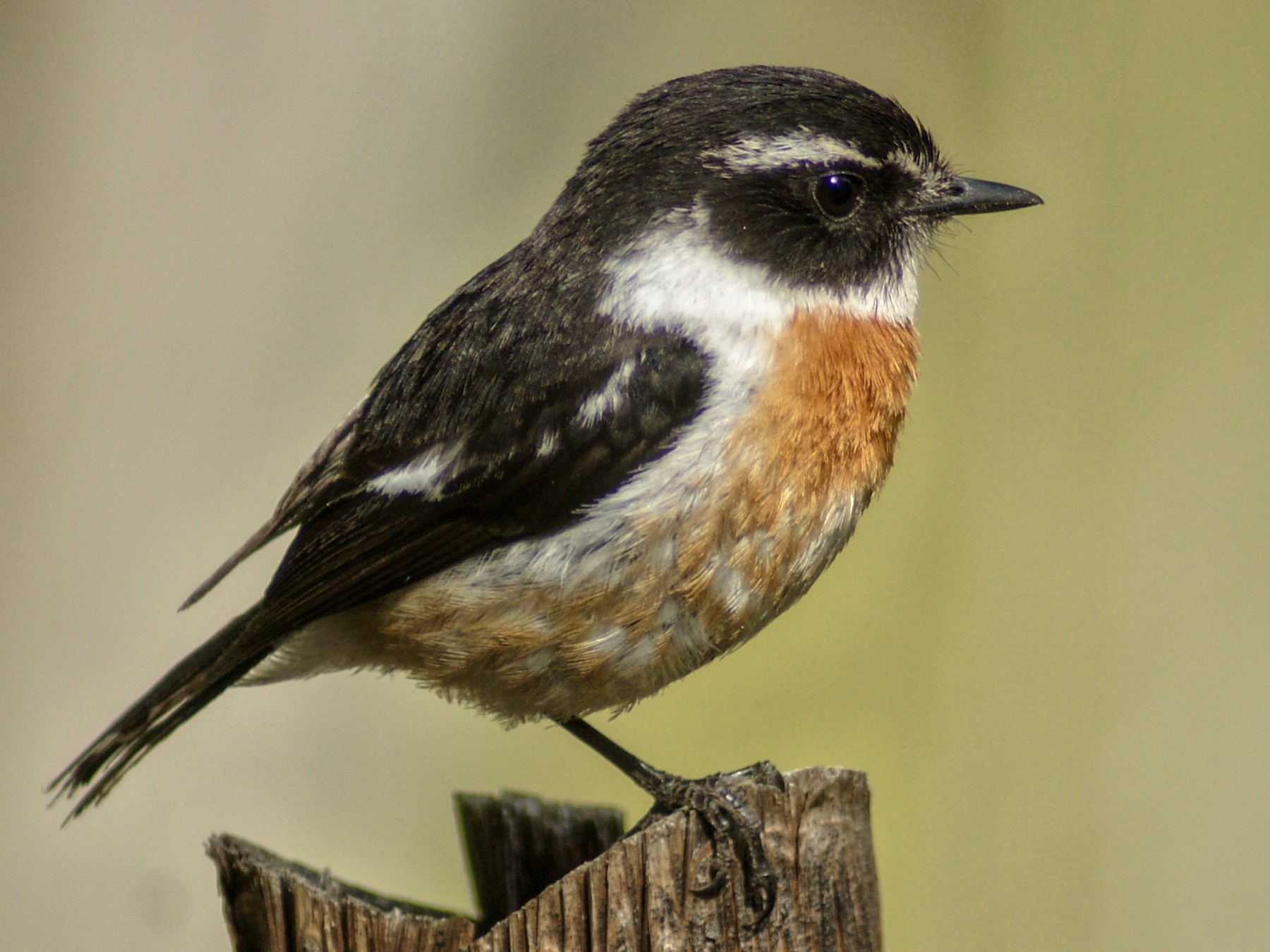 Reunion Stonechat - ANTHONY VILLAUME