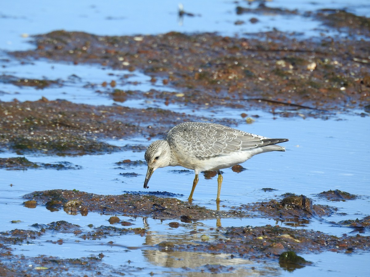 Red Knot - ML260970951