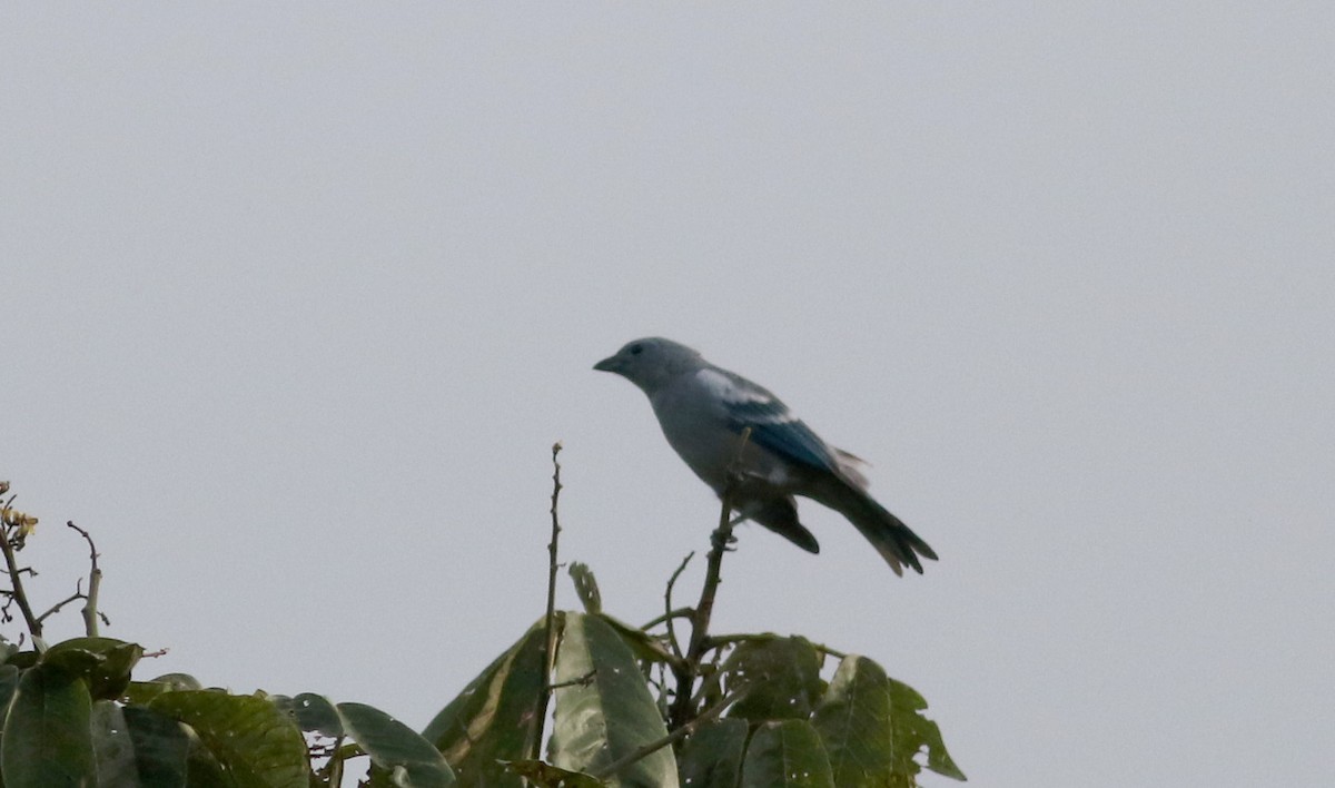 Blue-gray Tanager - ML26097171