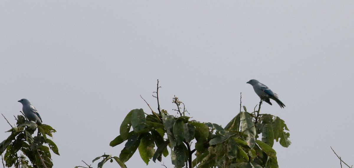 Blue-gray Tanager - ML26097191