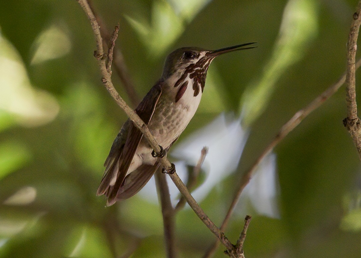 Calliope Hummingbird - Jason Garcia
