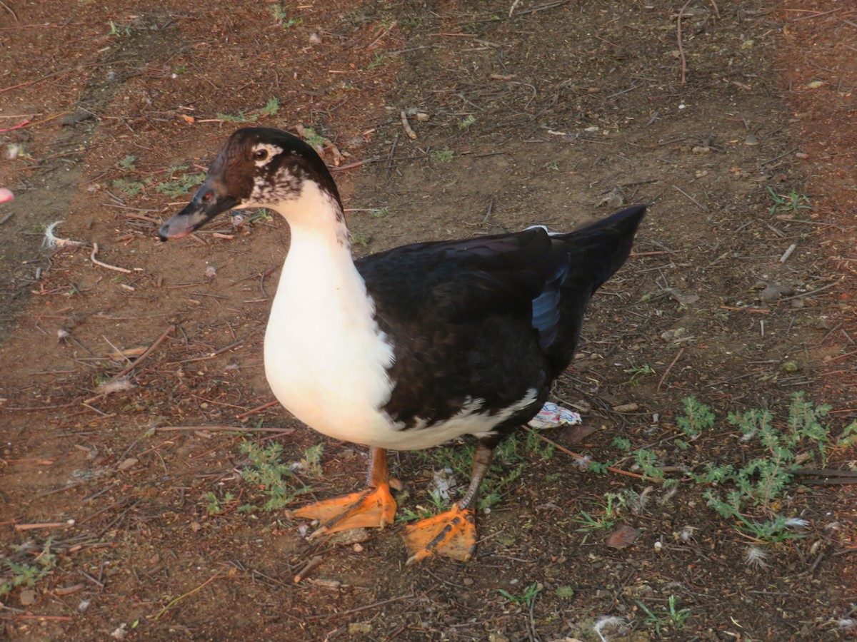 Muscovy Duck x Mallard (hybrid) - Bob Packard