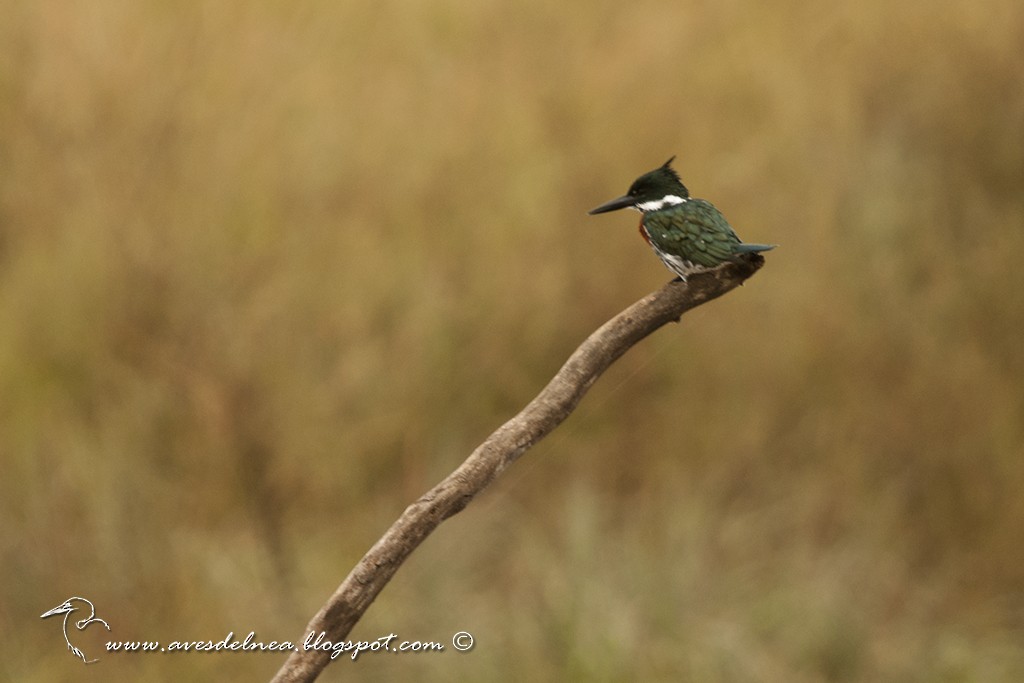 Green Kingfisher - Marcelo Allende