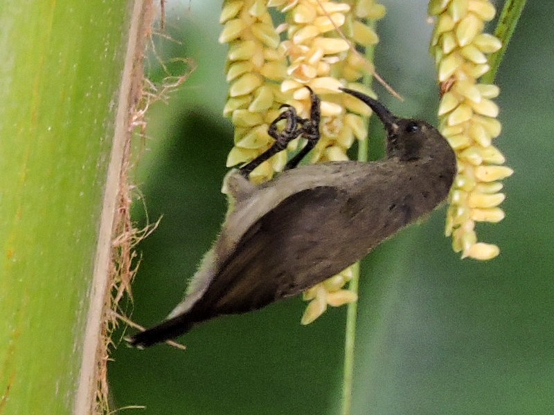 Seychelles Sunbird - Helmut Pfeifenberger