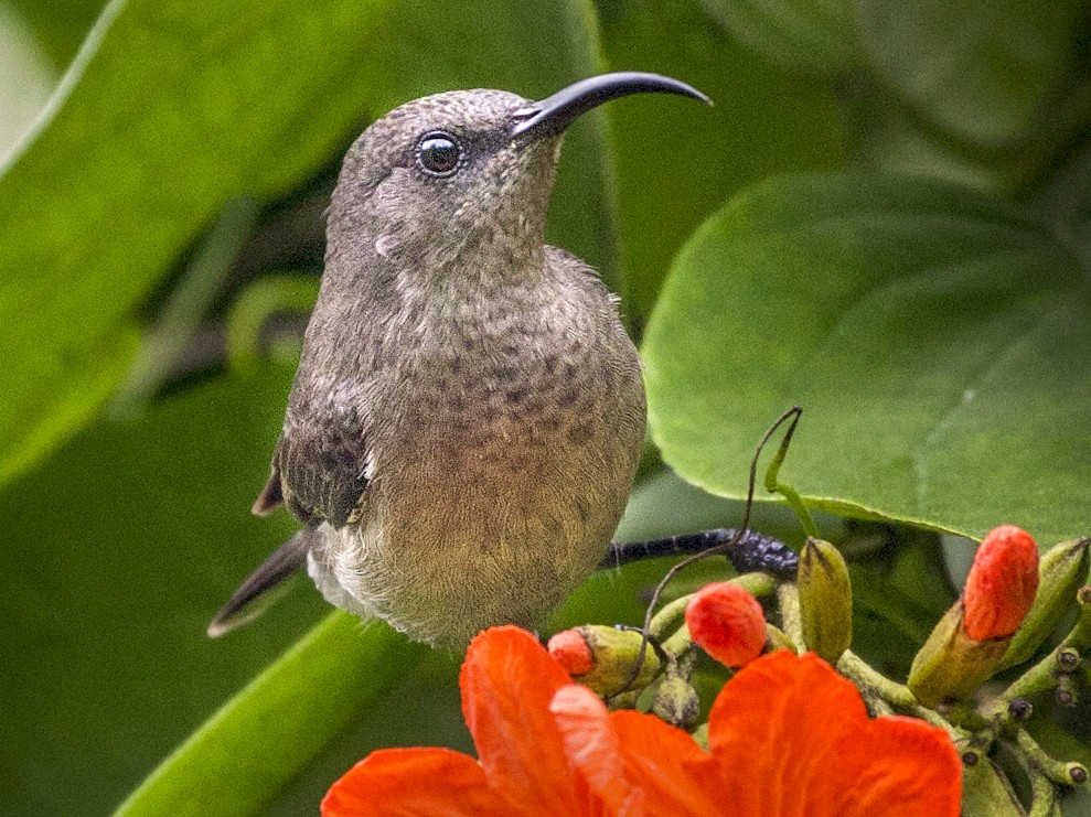 Souimanga des Seychelles - eBird